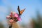 Well-known colorful butterfly - Vanessa cardui sits on Centaurea jacea in Å umava meadow near ÄŒeskÃ© BudÄ›jovice. Painted lady